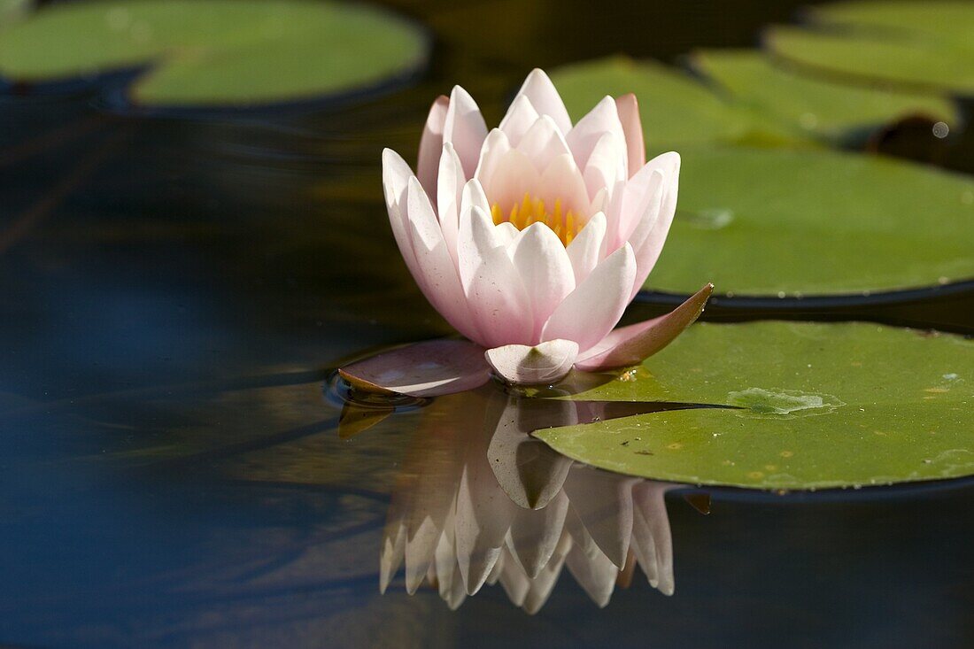 Seerose, (Nymphaea), Bielefeld, Nordrhein Westfalen, Deutschland