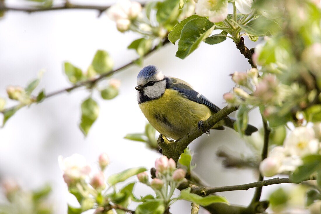 Blue Tit, (Parus caeruleus), Bielefeld, Nordrhein Westfalen, Germany