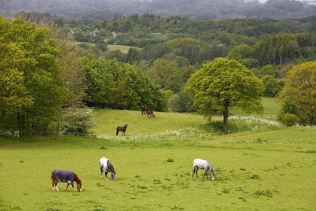 Horses in field near Vejle, Jutland, Denmark, Scandinavia, Europe