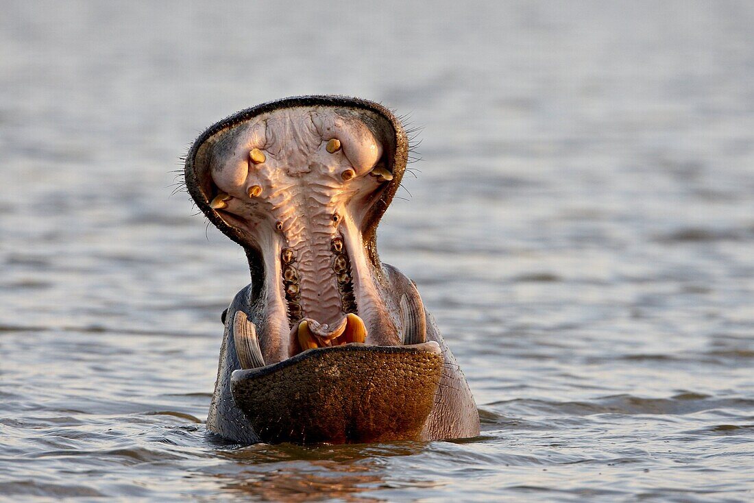 Hippopotamus (Hippopotamus amphibius) yawning, Kruger National Park, South Africa, Africa