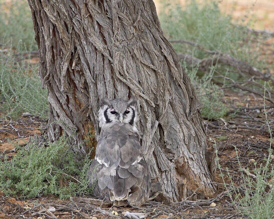 Verreaux's eagle owl (giant eagle owl) (Bubo lacteus), Kgalagadi Transfrontier Park, encompasing the former Kalahari Gemsbok National Park, South Africa, Africa