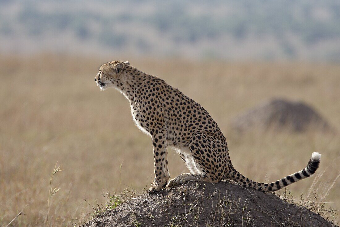 Cheetah (Acinonyx jubatus) sitting on an old termite mound, Masai Mara National Reserve, Kenya, East Africa, Africa