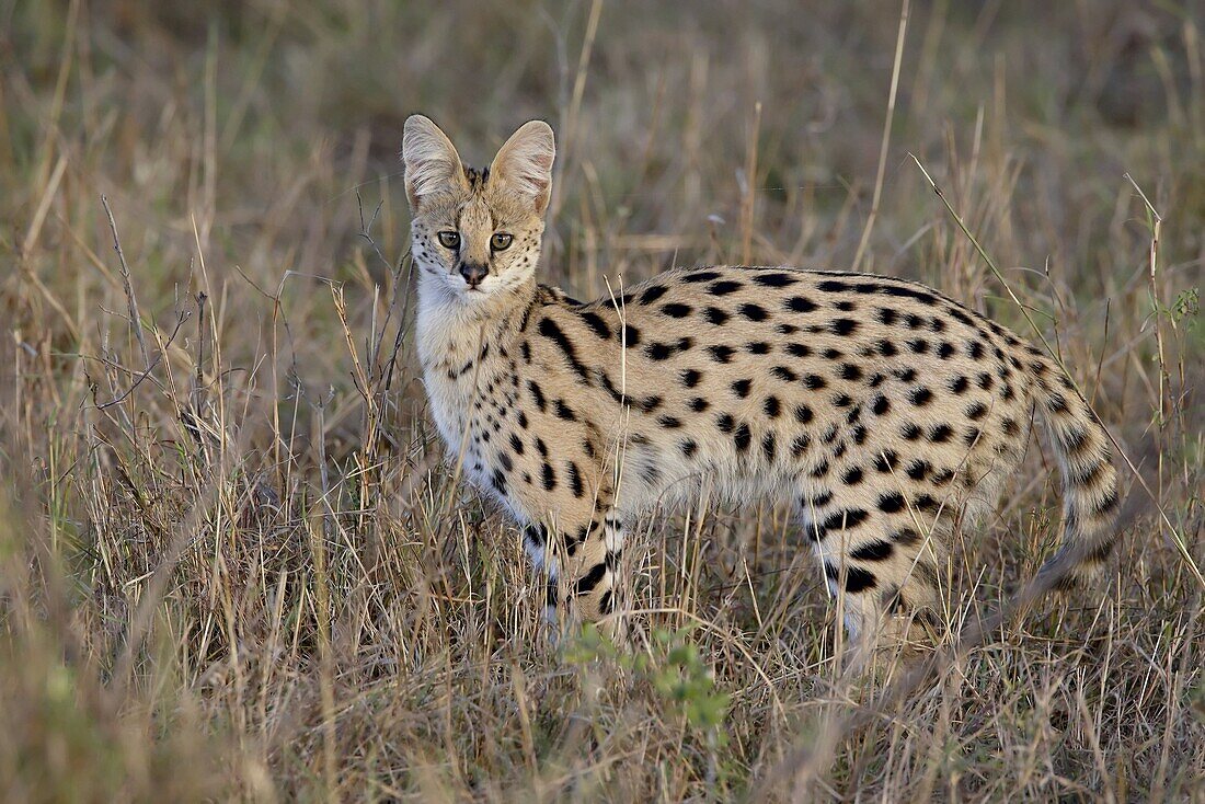 Serval (Felis serval), Masai Mara National Reserve, Kenya, East Africa, Africa