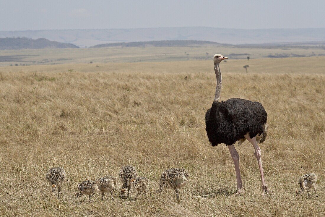 Common ostrich (Struthio camelus) male watching chicks, Masai Mara National Reserve, Kenya, East Africa, Africa