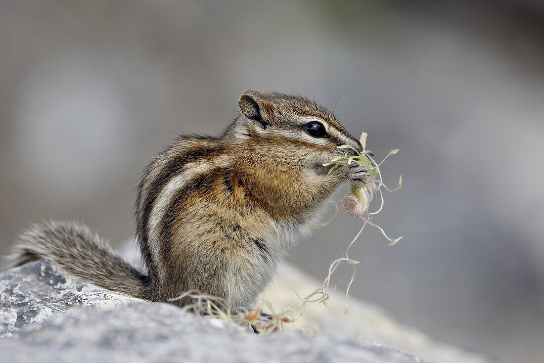 Yellow pine chipmunk (Eutamias amoenus) eating, Muncho Lake Provincial Park, British Columbia, Canada, North America