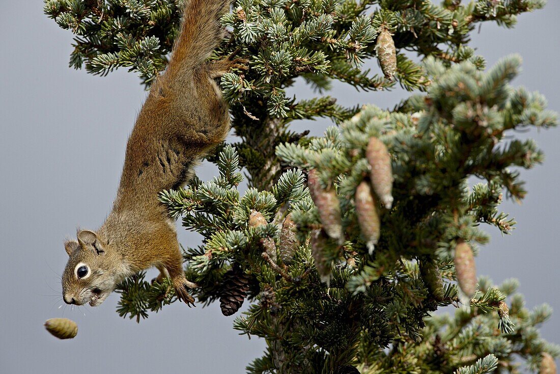 Red squirrel (spruce squirrel) (Tamiasciurus hudsonicus), Denali National Park and Preserve, Alaska, United States of America
