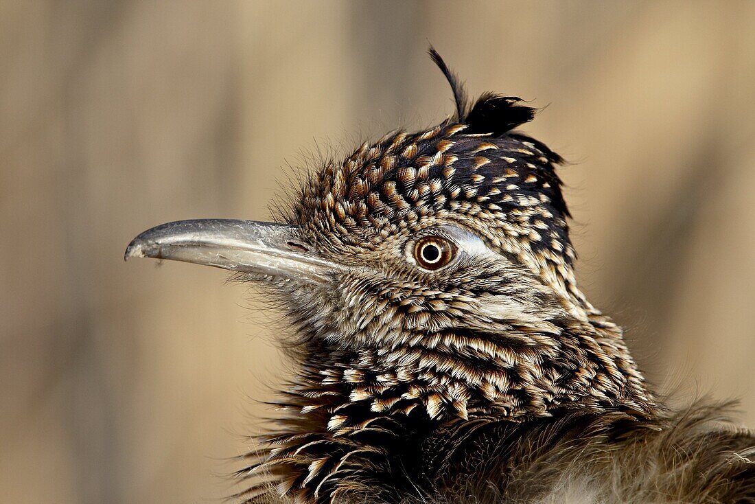 Greater Roadrunner (Geococcyx californianus), Bosque Del Apache National Wildlife Refuge, New Mexico, United States of America, North America