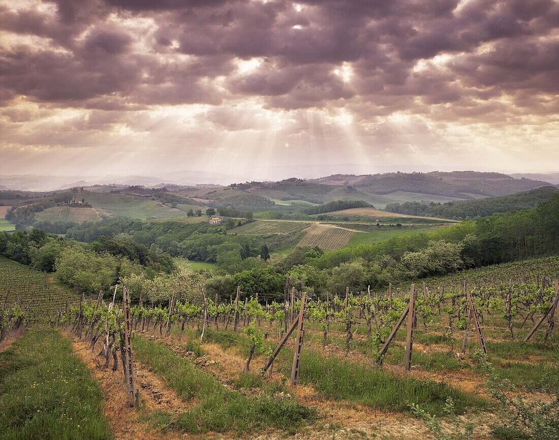 Vineyards and cloudy sky near San Gimignano, Tuscany, Italy, Europe
