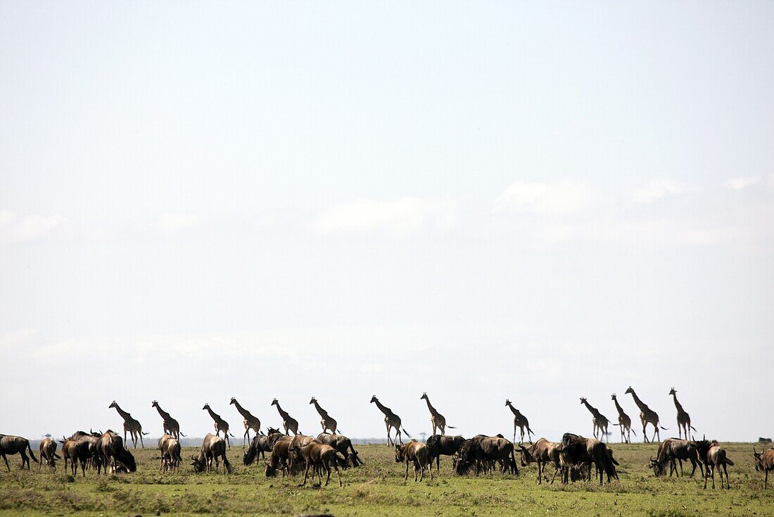 Masai giraffe (Giraffa camelopardalis tippelskirchi) and wildebeests, Masai Mara National Reserve, Kenya, East Africa, Africa