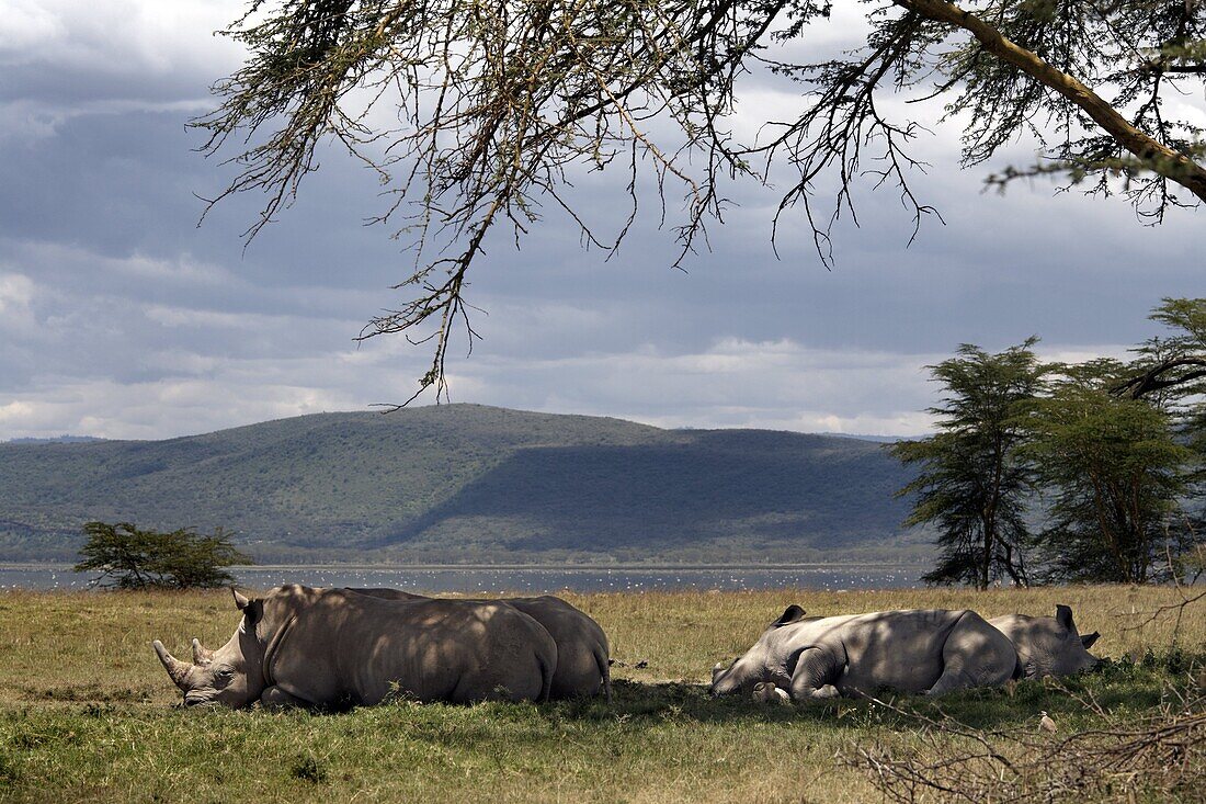 Rhinos rest under the shade of a tree in Lake Nakuru National Park, Kenya, East Africa, Africa