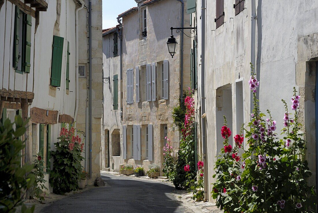 Hollyhocks lining a street, La Flotte, Ile de Re, Charente-Maritime, France, Europe