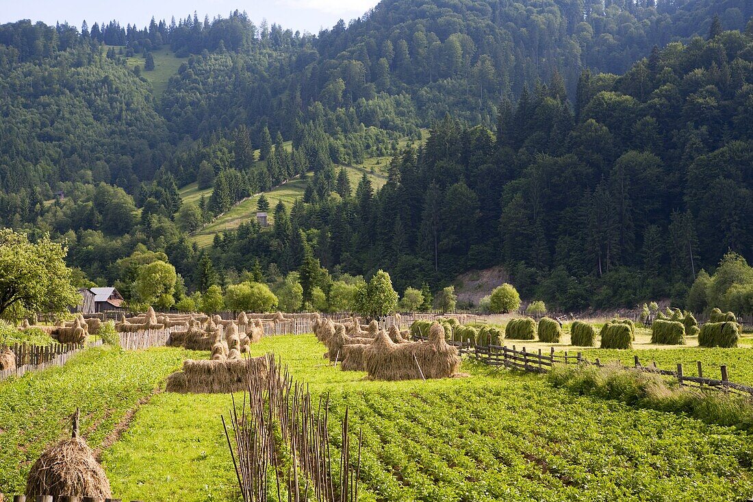 Countryside, Frumosu, Bucovina, Romania, Europe