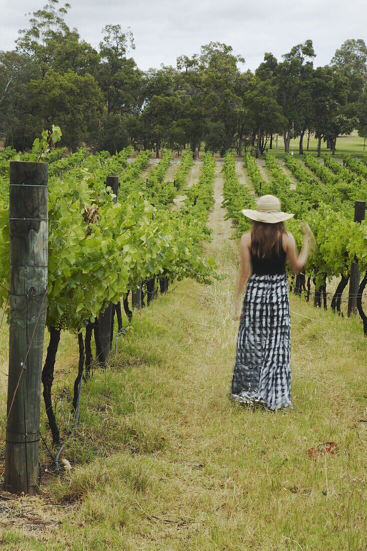 Woman walking through vines at Sandalford Winery, Swan Valley, Perth, Western Australia, Australia, Pacific