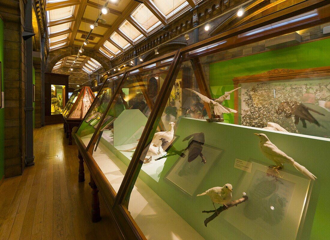 Birds Gallery, Natural History Museum, South Kensington, London, England, United Kingdom, Europe