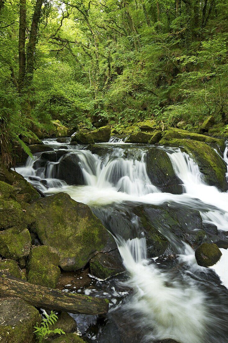 River Fowey at Golitha Falls National Nature Reserve, sessile oak woodland, Bodmin Moor, Cornwall, England, United Kingdom, Europe