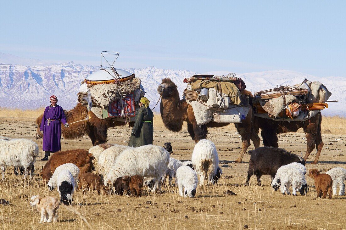 Nomadic transhumance with bactrian camels in winter landscape, Province of Khovd, Mongolia, Central Asia, Asia