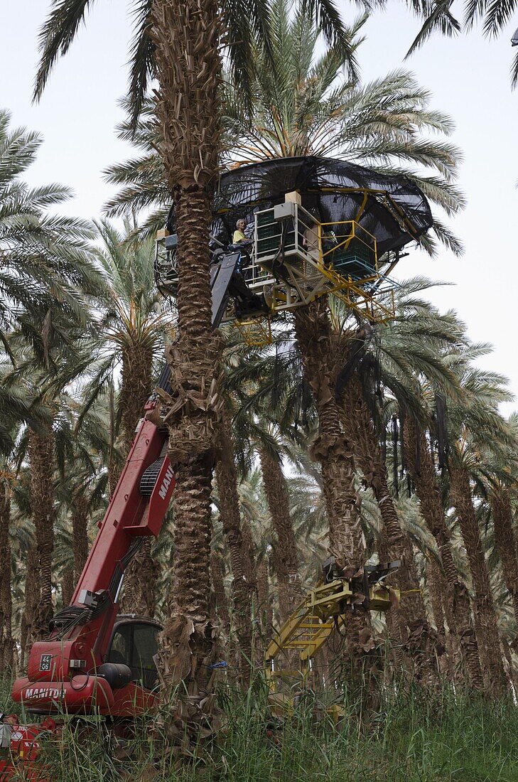 Date picking in kibbutz Samar, Southern Arava valley, Israel, Middle East