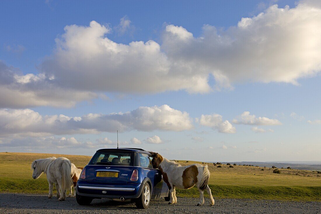 Curious Dartmoor ponies investigate a car parked in a Dartmoor beauty spot, Devon, England, United Kingdom, Europe