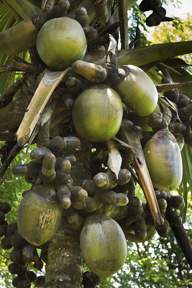 Double coconut (Coco de mer palm), world's largest plant fruit, Royal Botanic Gardens, Peradeniya, near Kandy, Sri Lanka, Asia