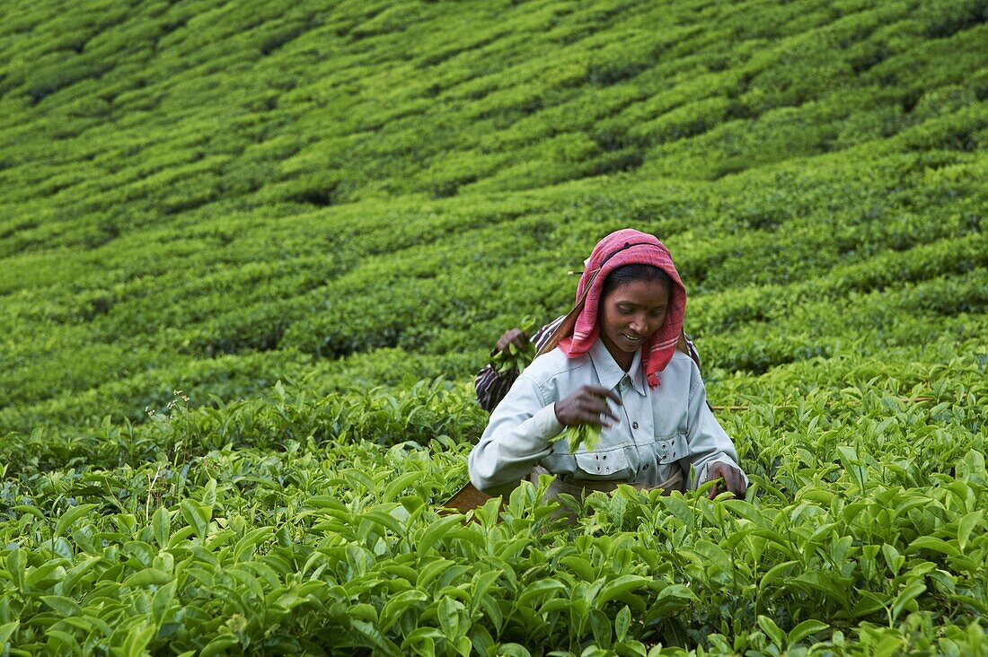 Tamil worker on a tea plantation, Munnar, Kerala, India, Asia