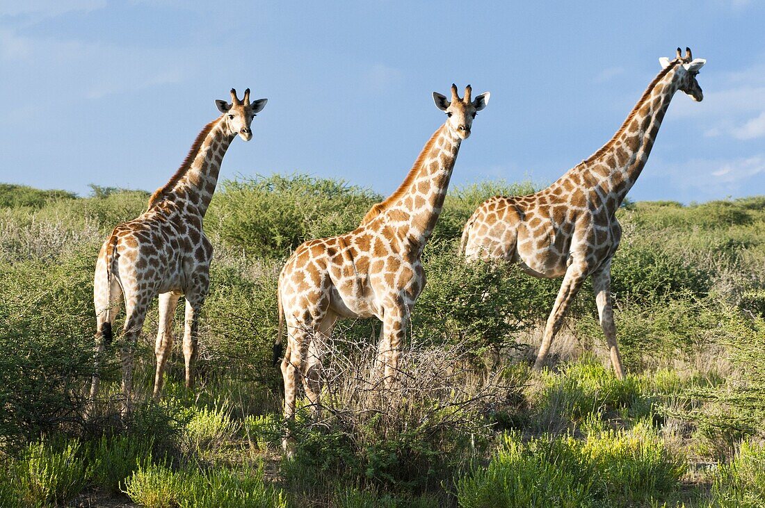 Giraffe (Giraffa camelopardalis), Namibia, Africa