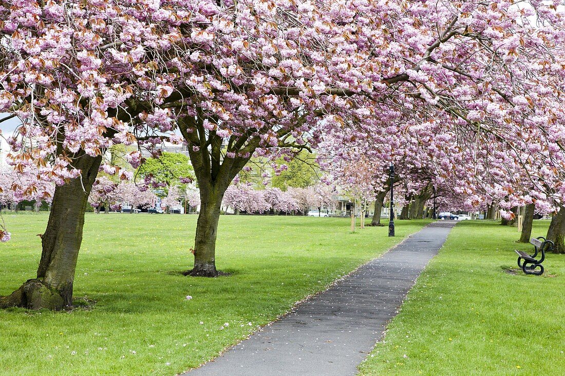 Cherry blossom on The Stray in spring, Harrogate, North Yorkshire, Yorkshire, England, United Kingdom, Europe