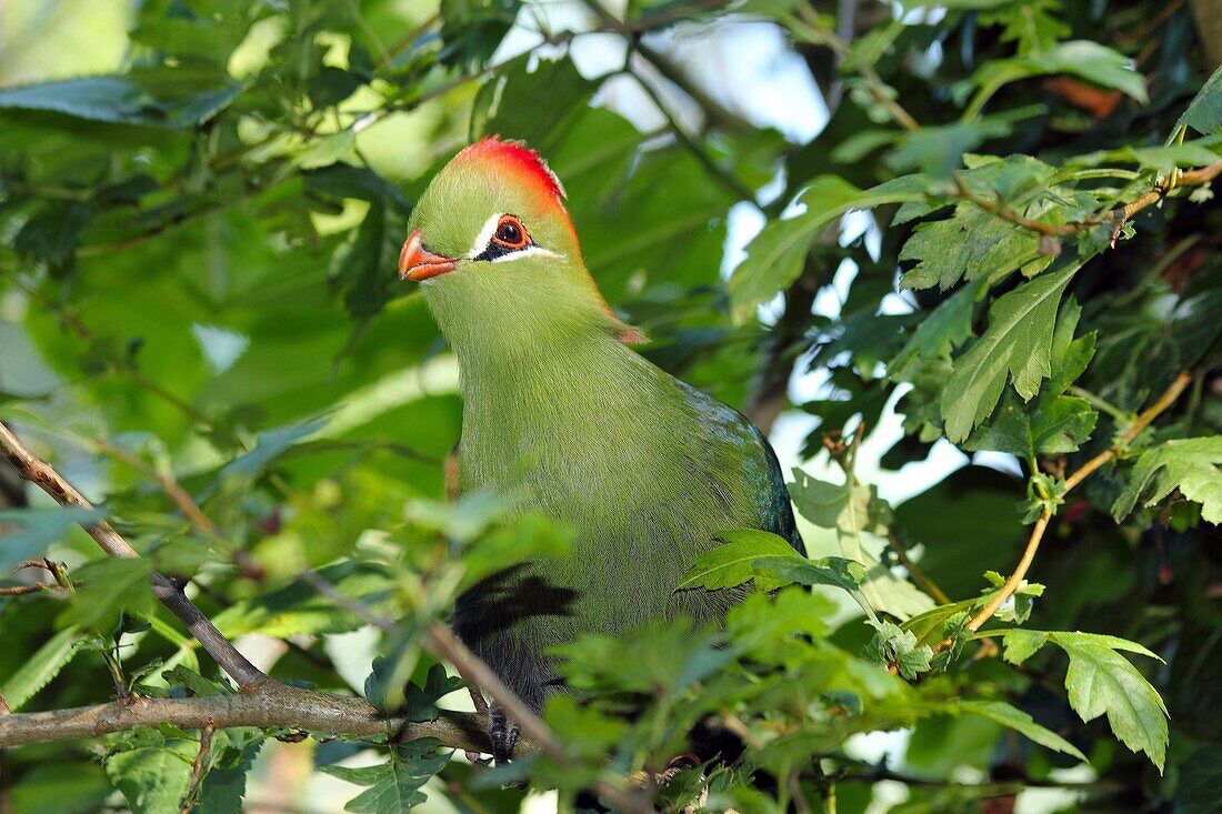 Fischer's Turaco (Tauraco fischeri), Musophagidae family, found in Kenya, in captivity, United Kingdom, Europe