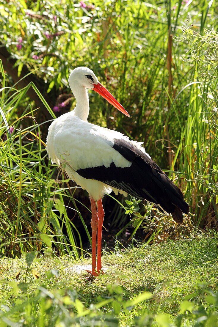 White stork (Ciconia ciconia), a large bird in the stork family Ciconiidae, in captivity, United Kingdom, Europe