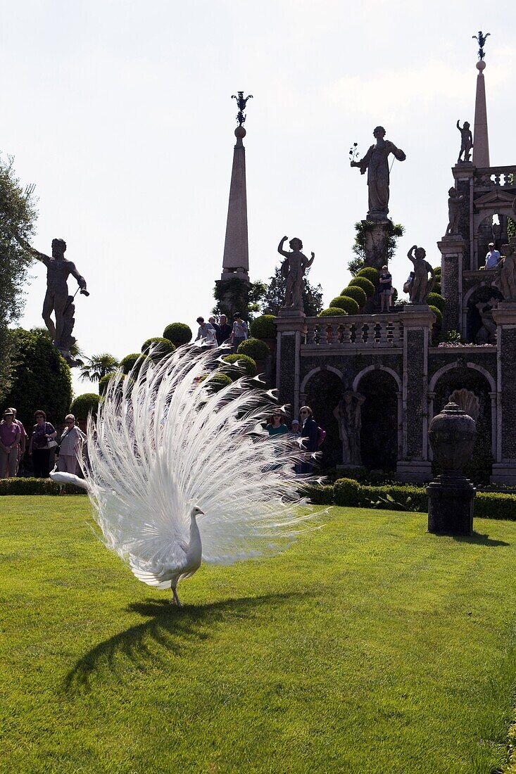 Peacock in the Borromeo's gardens at the Isola Bella, Stresa, Lake Maggiore, Piedmont, Italian Lakes, Italy, Europe