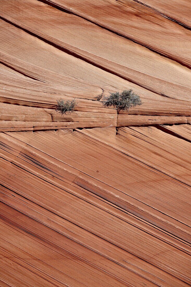 Sandstone layers, Vermillion Cliffs National Monument, Arizona, United States of America, North America