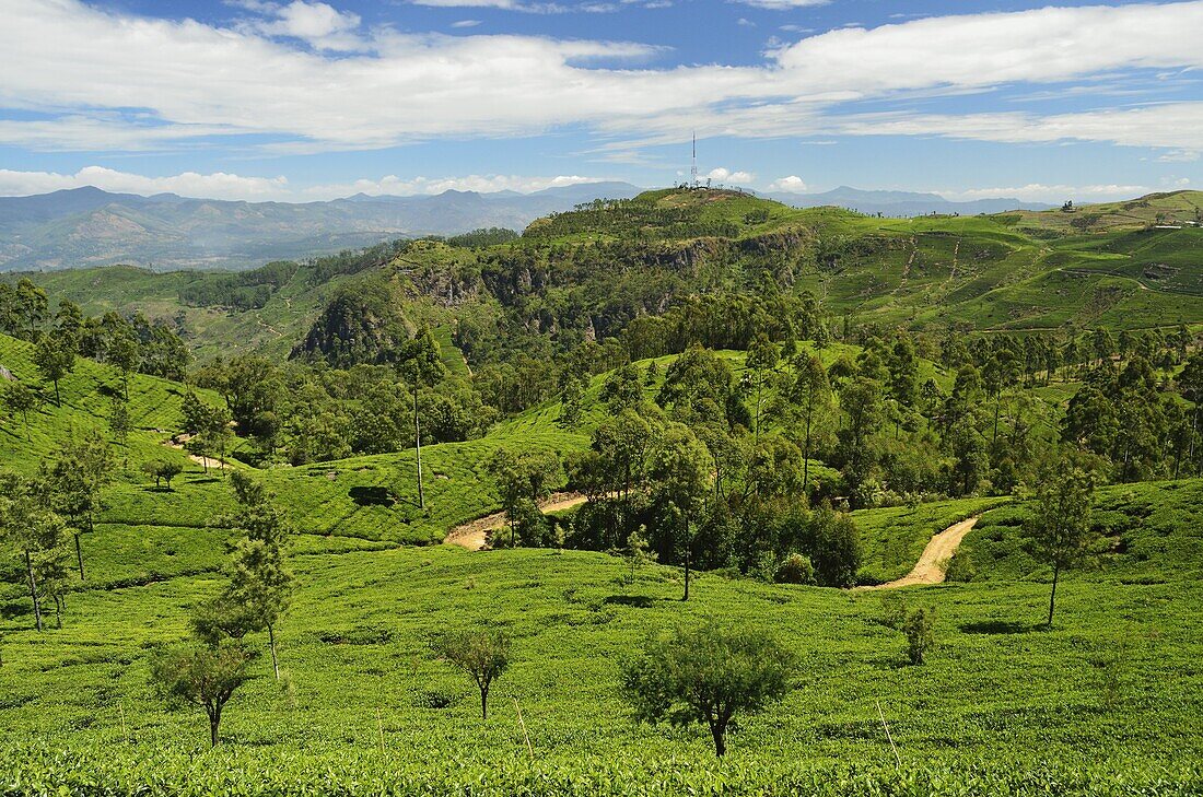 View of tea plantations from Lipton's Seat, Haputale, Sri Lanka, Asia