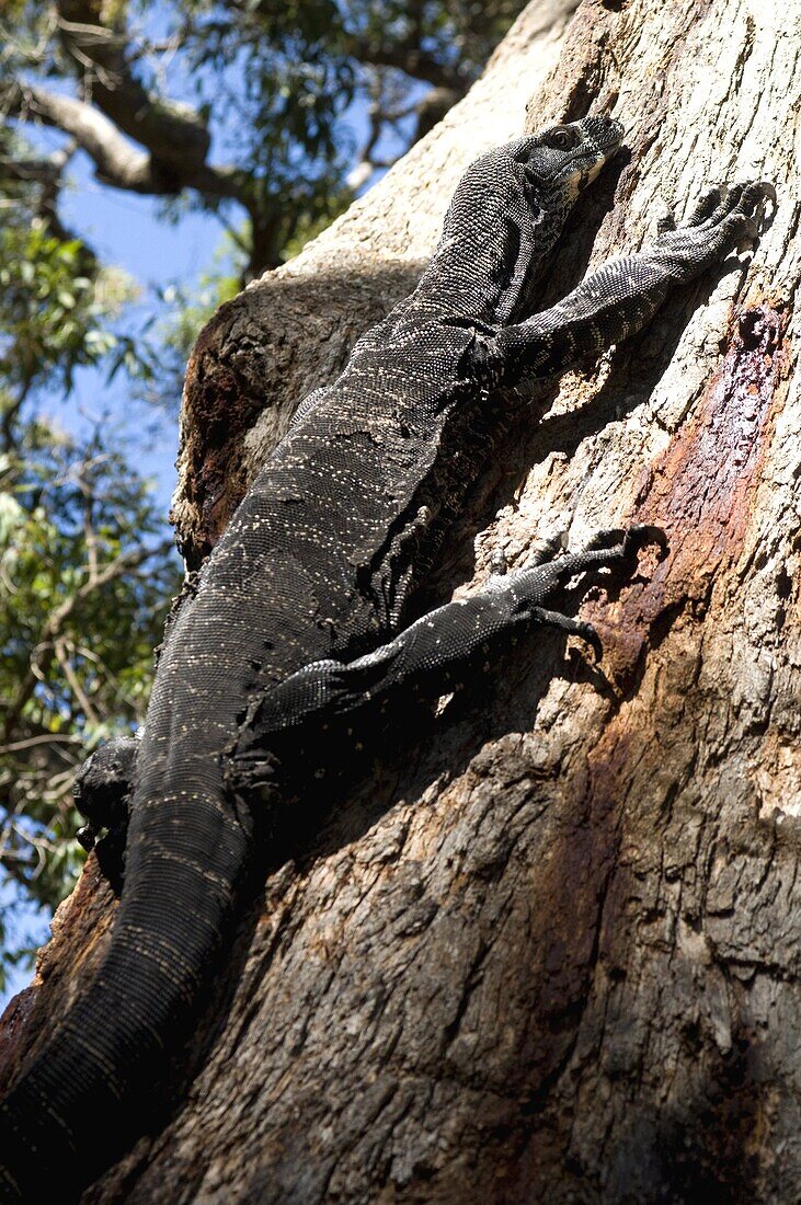 Goanna (Lace Monitor) (Varanus varius) lizard, around 2m long, up a tree, Ben Boyd National Park, New South Wales, Australia, Pacific