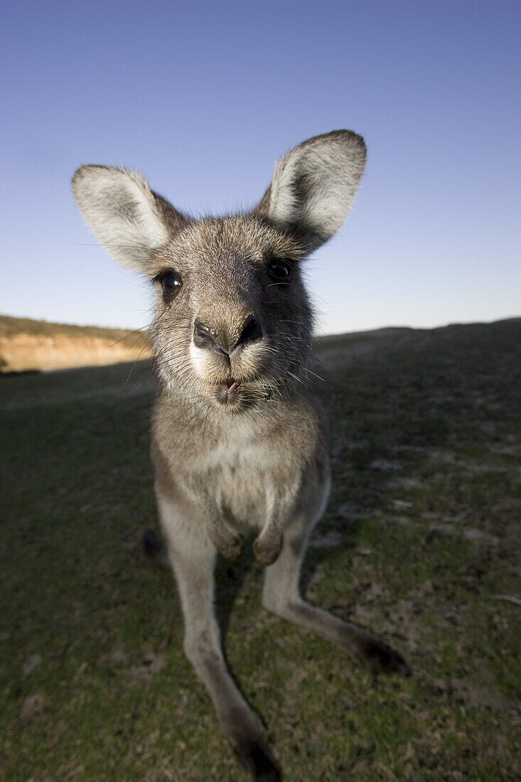 Eastern Grey Kangaroo, (Macropus giganteus), Pebbly Beach, Marramarang N.P., New South Wales, Australia