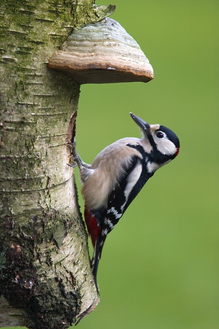 Great Spotted Woodpecker, (Dendrocopos major), Bielefeld, Nordrhein Westfalen, Germany