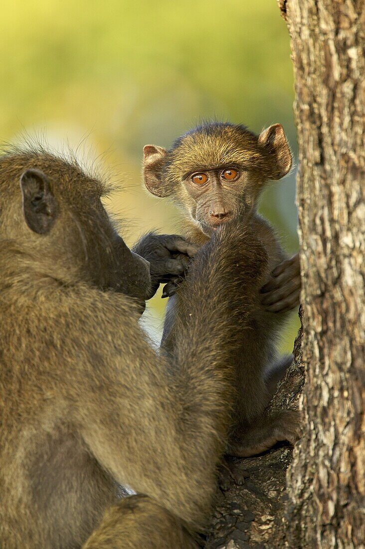 Infant chacma baboon (Papio ursinus) being groomed, Kruger National Park, South Africa, Africa