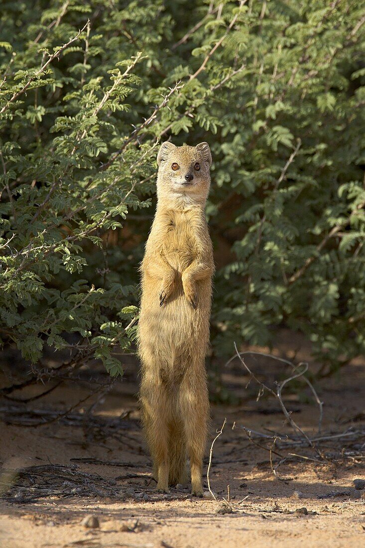 Yellow mongoose (Cynictis penicillata), Kgalagadi Transfrontier Park,encompasing the former Kalahari Gemsbok National Park, South Africa, Africa