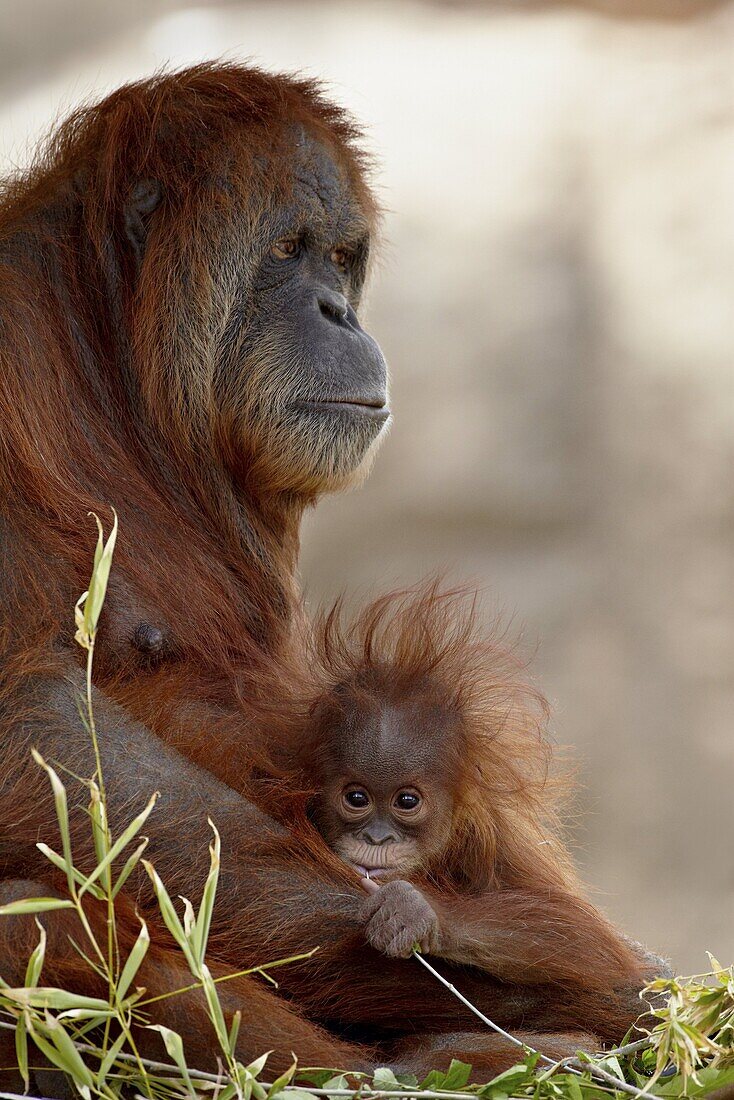 Orangutan (Pongo pygmaeus) mother and 6-month old baby in captivity, Rio Grande Zoo, Albuquerque Biological Park, Albuquerque, New Mexico, United States of America, North America