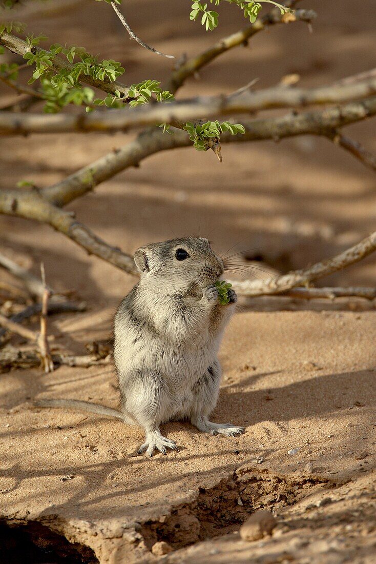 Brant's whistling rat (Parotomys brantsii) eating, Kgalagadi Transfrontier Park, South Africa