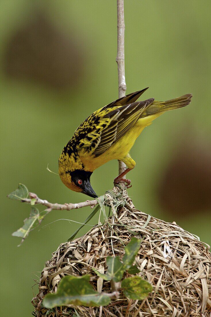 Male Spotted-backed weaver (Village weaver) (Ploceus cucullatus) building a nest, Hluhluwe Game Reserve, South Africa, Africa