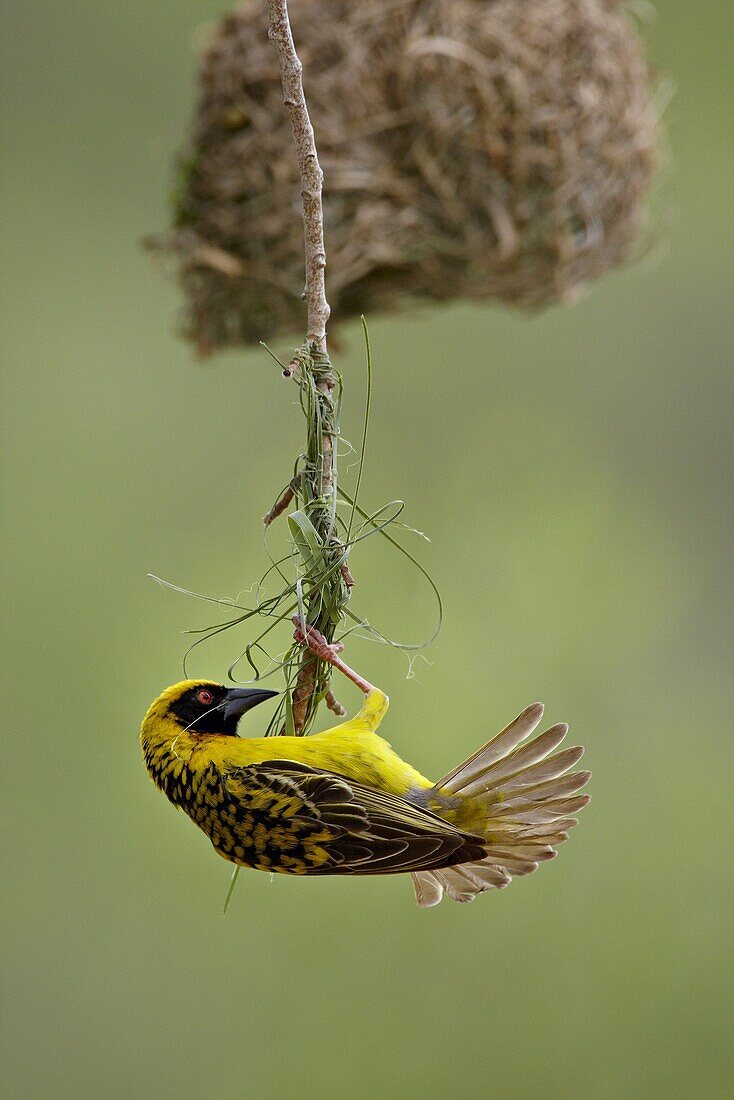 Male Spotted-backed weaver (Village weaver) (Ploceus cucullatus) building a nest, Hluhluwe Game Reserve, South Africa, Africa