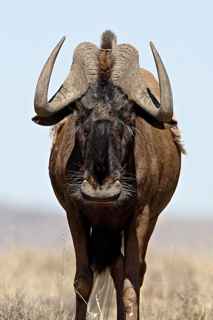 Black Wildebeest (White-tailed Gnu) (Connochaetes gnou), Mountain Zebra National Park, South Africa, Africa