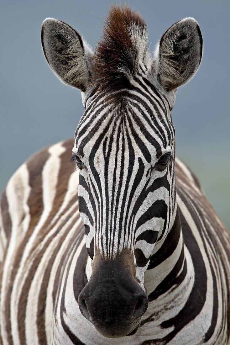 Chapman's Zebra (Plains Zebra) (Equus burchelli antiquorum), Imfolozi Game Reserve, South Africa, Africa