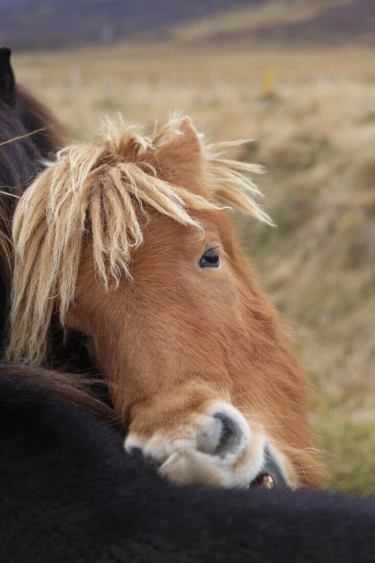 Icelandic horses near Neskaupstadur in Nordjfordur fjord, one of the East Fjords, Iceland, Polar Regions