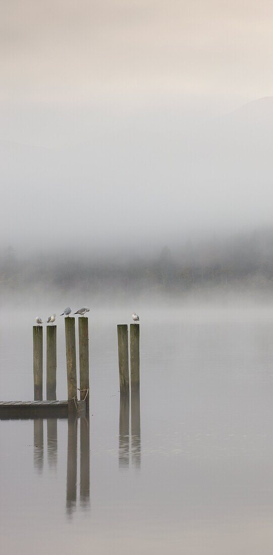 Gulls perched on jetty posts on a misty autumn morning, Derwent Water, Keswick, Lake District National Park, Cumbria, England, United Kingdom, Europe