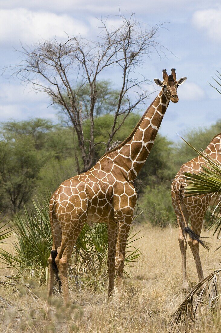 Reticulated giraffe, Meru National Park, Kenya, East Africa, Africa