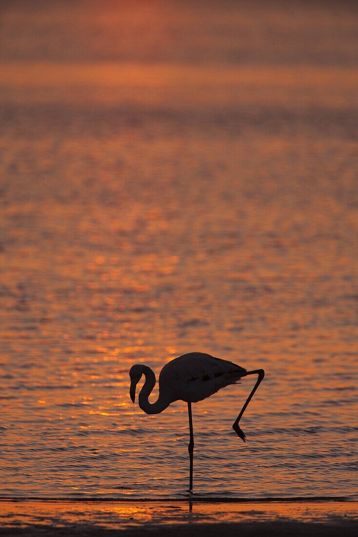 Greater flamingo (Phoenicopterus ruber), at dusk, Walvis Bay lagoon, Namibia, Africa