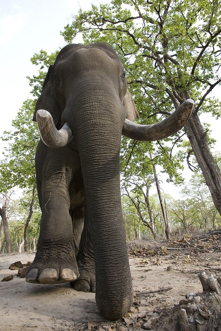 Indian elephant (Elephus maximus), Bandhavgarh National Park, Madhya Pradesh state, India, Asia