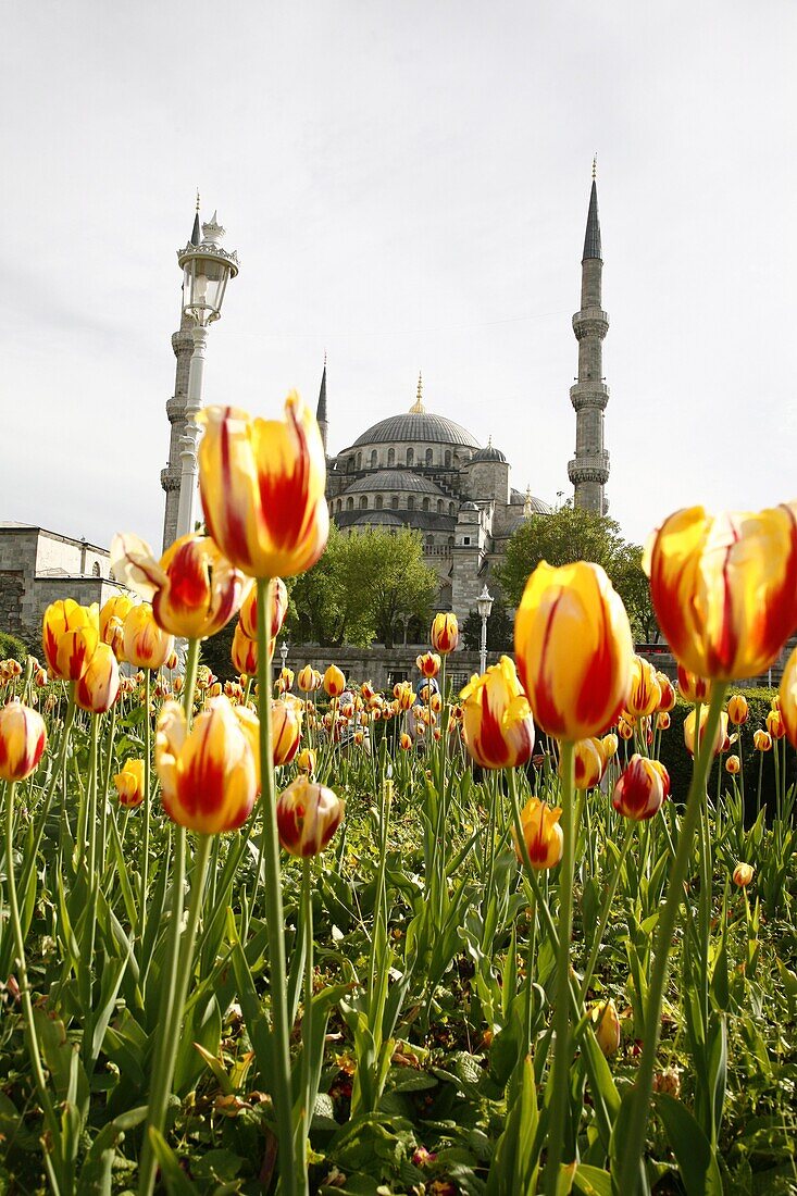 The Blue Mosque (Sultan Ahmet Camii), Istanbul, Turkey, Europe