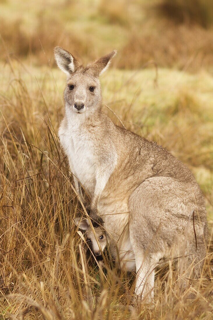 Eastern grey kangaroo and joey, Kosciuszko National Park, New South Wales, Australia, Pacific