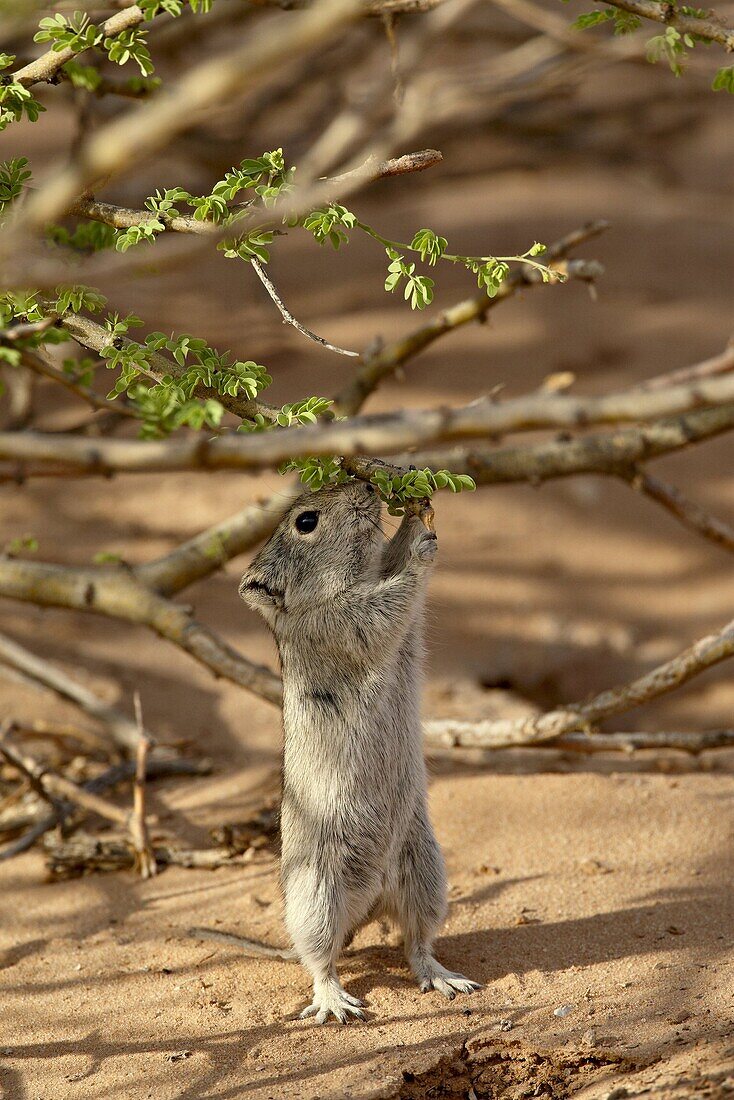 Brant's whistling rat (Parotomys brantsii) feeding, Kgalagadi Transfrontier Park, encompassing the former Kalahari Gemsbok National Park, South Africa, Africa